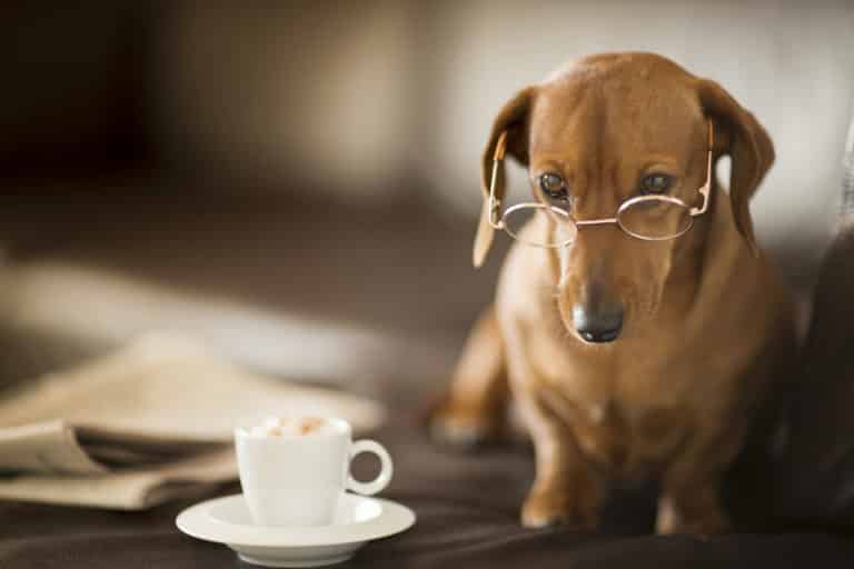 Des tests de capacité cognitive sur les chiens