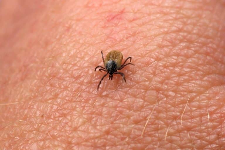La maladie de Lyme, une pathologie émergente complexe