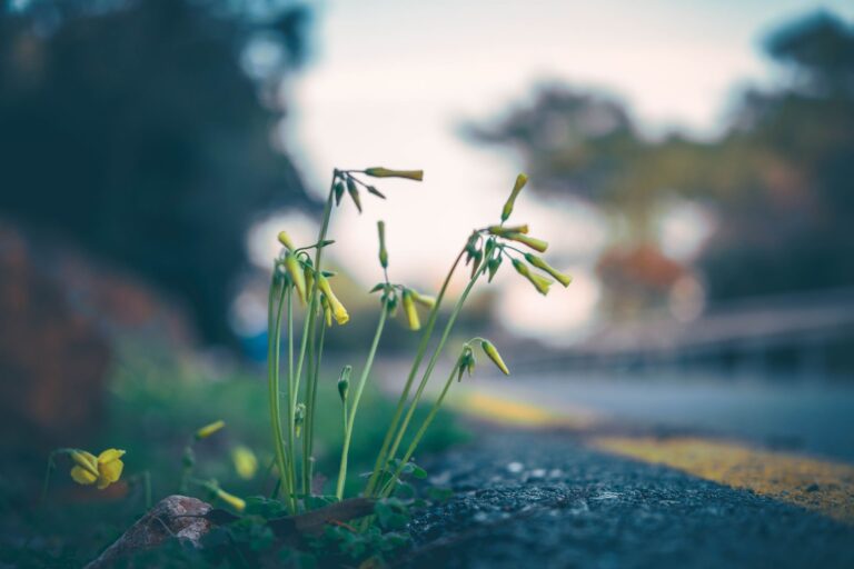 Comment cultiver les floraisons de la résilience dans notre vie quotidienne ?