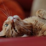 Le clignement lent du chat serait une marque de confiance, selon une comportementaliste