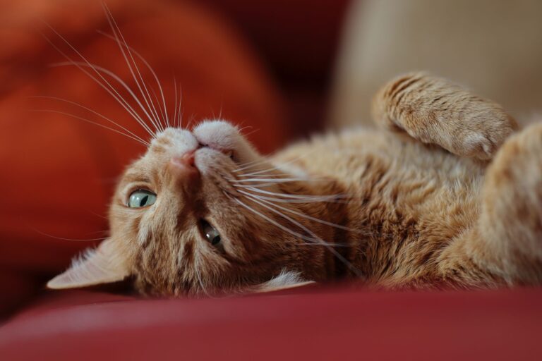 Le clignement lent du chat serait une marque de confiance, selon une comportementaliste