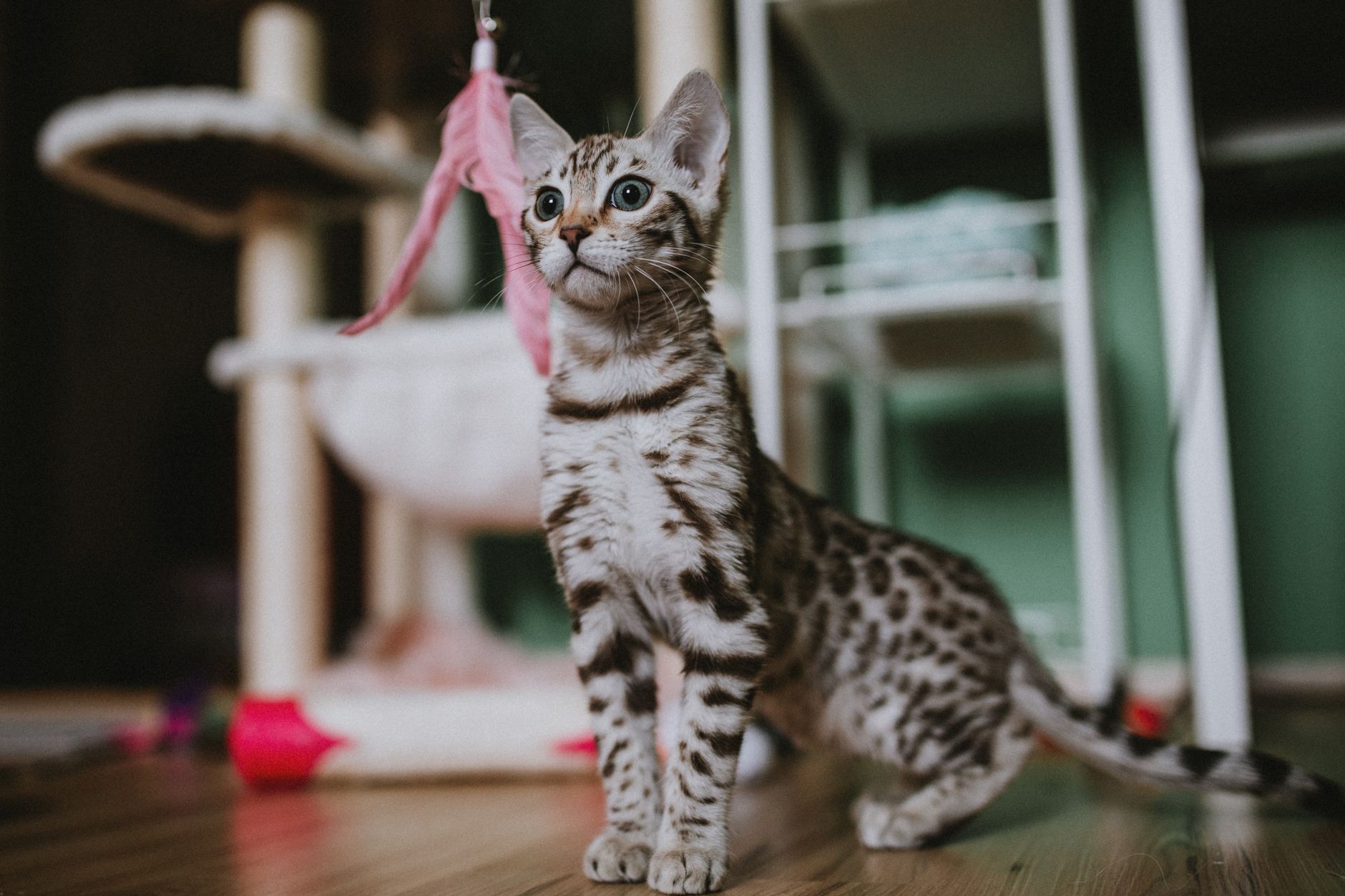 Chaton tacheté debout sur un parquet, le regard dirigé vers une plume rose suspendue, dans un intérieur avec arbre à chat flou.